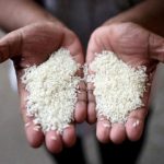 آخرین قیمت برنج ایرانی و پاکستانی در بازار
