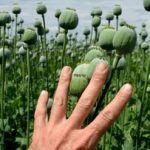 آزاد شدن کشت خشخاش تکذیب شد؟