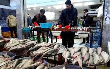 افزایش قیمت ماهی عجیب شد/ این ماهی روزانه ۱۰ هزار تومان گران میشود