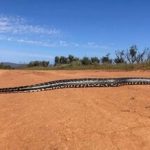 برخورد نزدیک با مار پیتون غولپیکر / ثبت لحظهای استثنایی در حیاتوحش