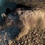 تصادف مرگبار یک خرس قهوهای ماده در جادههای شهرستان سرچهان/ عکس