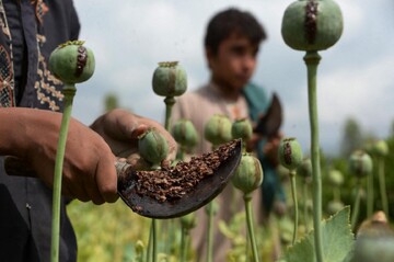 خشخاش وزارت بهداشت یا شقایق ستاد مبارزه با مواد مخدر؛ کدام کِشت می‌شود؟