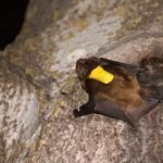 خفاشها چطور مثل جنگنده پرندهها را شکار کرده و در آسمان میبلعند