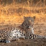 راز شکلگیری خالهای پلنگ فاش شد