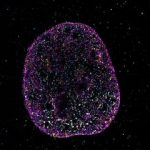 زبان دوم حیات کشف شد