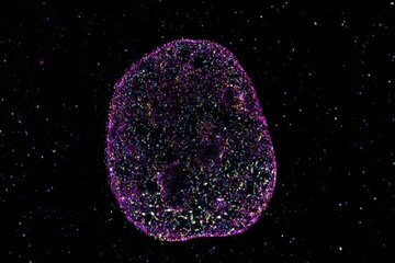 زبان دوم حیات کشف شد