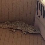 سفر غیرمنتظره و عجیب یک مارمولک