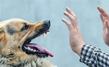 سگ نگهبان صاحب ۷۰ ساله‌اش را به کشتن داد