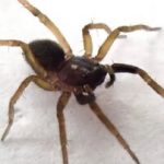 «عنکبوت گرگ پنجهسفید» بازگشت / بازماندهای از نیم قرن پیش!