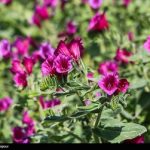مصرف این گل سبب کاهش استرس و اضطراب می‌شود