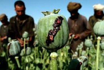 نیاز ۵۰۰ تنی صنعت دارو؛ کشت خشخاش یا واردات؟/ از زمان شاه، ایران مجوز بینالمللی کشت خشخاش داشت