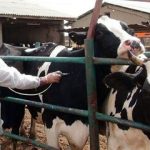 هجوم تب برفکی به دامداری‌ها/ چه تعداد دام تلف شد؟/ شیوع بیماری تحت کنترل است؟