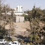 واکنش مدیر موزه فرش به خبر قطع درختان در این موزه: فقط سه چنار خشکشده را حذف کردیم