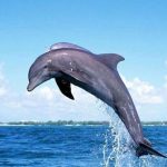 چرا هرگز نباید گوشت دلفین بخوریم؟