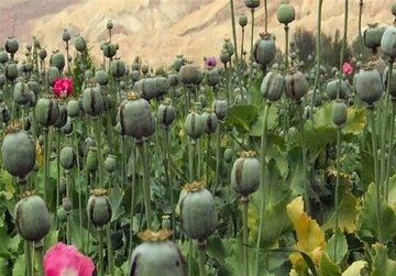 کشت خشخاش در ایران به کجا رسید؟