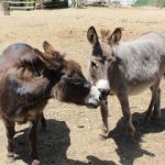 کشتن سالانه شش میلیون الاغ در آفریقا برای ساخت اکسیر جوانی در چین