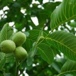 گنجی بزرگ در برگ درخت گردو پیدا شد