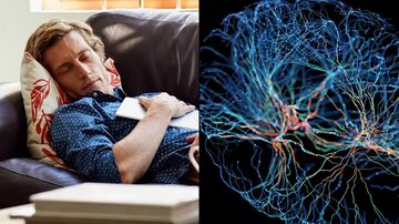 آیا تنبل‌ها باهوش‌ترند؟