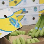 اختلال در سامانه گمرکی، ۱۰۰۰ تن موز را در معرض فساد قرار داد