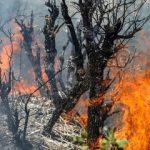 اعزام هواپیماهای اطفای حریق از ترکیه برای مهار آتش جنگل الیت