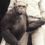 انسان-شامپانزه‌ای که به دنیا آمد و کشته شد!