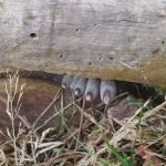 انگشتان مرده از تنه درخت بیرون زده‌اند! / وحشت در دل جنگل