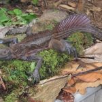 اژدهایان بادبانی؛ خزندگان افسانه‌ای که روی آب می‌دوند