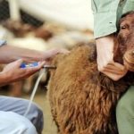 «تب برفکی» به انسان منتقل میشود؟