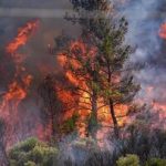 تورهای مسافرتی باعث آتش‌سوزی جنگل‌های الیت شدند؟