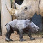 تولد بچه‌کرگدن سفید در یک باغ‌وحش/ عکس