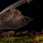 خفاش‌ کوچکی که بهتر از خرس و شیر شکار می‌کند
