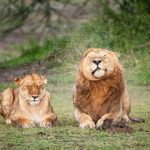 خنده‌دارترین لحظات در  دنیای حیوانات/ برندگان جایزه کمدی حیات‌وحش ۲۰۲۵/ عکس