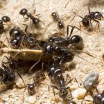 در ازای هر انسان چند مورچه روی زمین زندگی می‌کند؟ / همه‌جا هستند جز این چند نقطه!