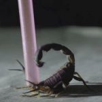 درمان سرطان با زهر عقرب!