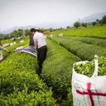 دولت به این افراد وام ۱۰۰ میلیونی می‌دهد