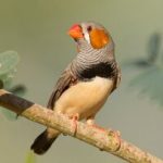 راز «کُر سحرگاهی» پرنده‌ها هنگام طلوع خورشید چیست؟