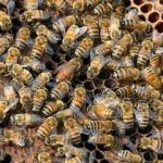 زنبورها خواندن «کد مورس» را یاد می‌گیرند / یک کشف عجیب درباره توانایی حشره مفید