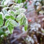 سرمای شبانه در ۵ مرکز استان ادامه دارد/ اسامی