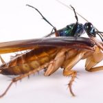 سوسک‌ها، عامل پنهان آلودگی هوا / قاتل نامرئی کیفیت هوای خانه