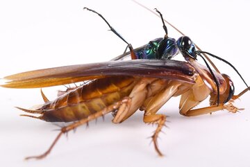 سوسک‌ها، عامل پنهان آلودگی هوا / قاتل نامرئی کیفیت هوای خانه