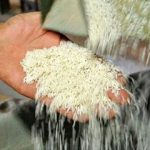 سیل برنج پاکستانی در راه بازار/ قیمت برنج هندی سقوط کرد