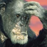 شامپانزهها دروغ را تشخیص میدهند و عقیدهشان را عوض میکنند!