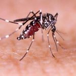 شناسایی ۲۰۵ فرد مبتلا به تب دنگی در این استان