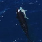 شکارچی شکار شد / لحظه دریده شدن کوسه توسط قاتل واقعی اقیانوس / عکس