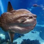 عجیب‌ترین و به‌دردنخورترین ماهی اقیانوس