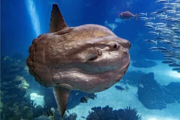 عجیب‌ترین و به‌دردنخورترین ماهی اقیانوس