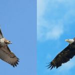 عقاب و شاهین چه تفاوتی دارند؟