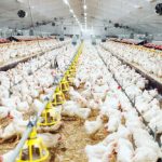 فریاد مرغداران شنیده شد؛ ذرت در راه است!