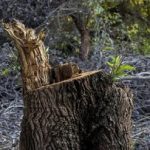 قطع‌عام درختان؟ واقعیت پشت ویدئوی جنجالی چمستان/ جنگل‌های جلگه‌ای؛ آخرین لکه‌های زیستی در معرض تهدید