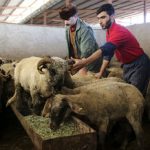 قیمت جدید دام‌زنده ۱۳ آبان‌ماه ۱۴۰۴ اعلام شد/ ریزش قیمت گوسفند و گوساله ادامه‌دار شد + جدول